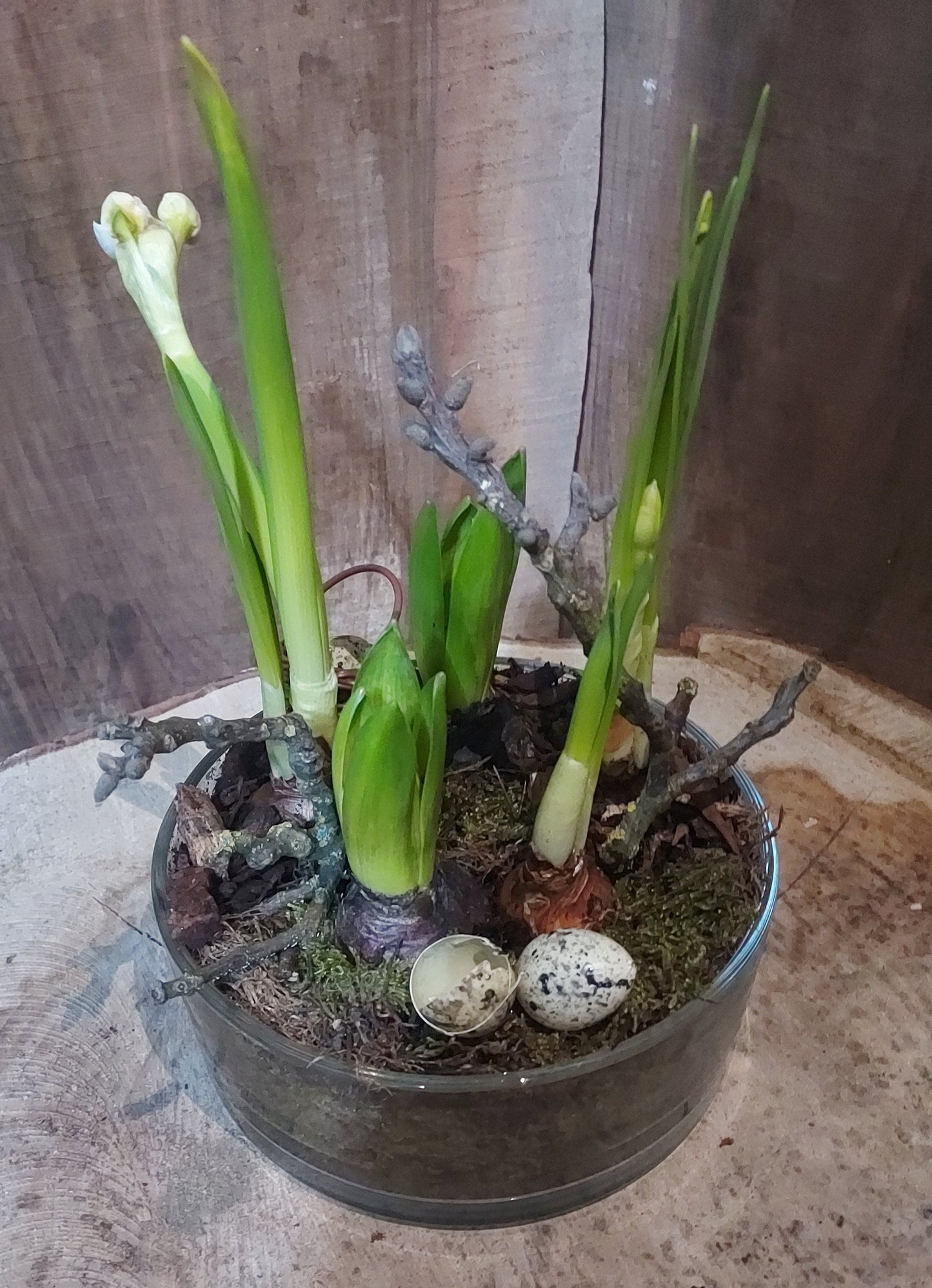 Jardin de bulbes
