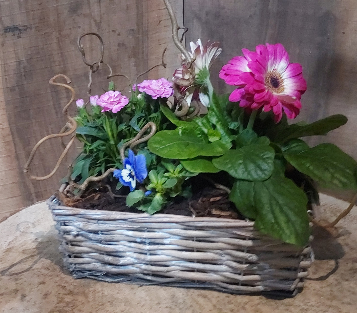 Coupe "rose"
