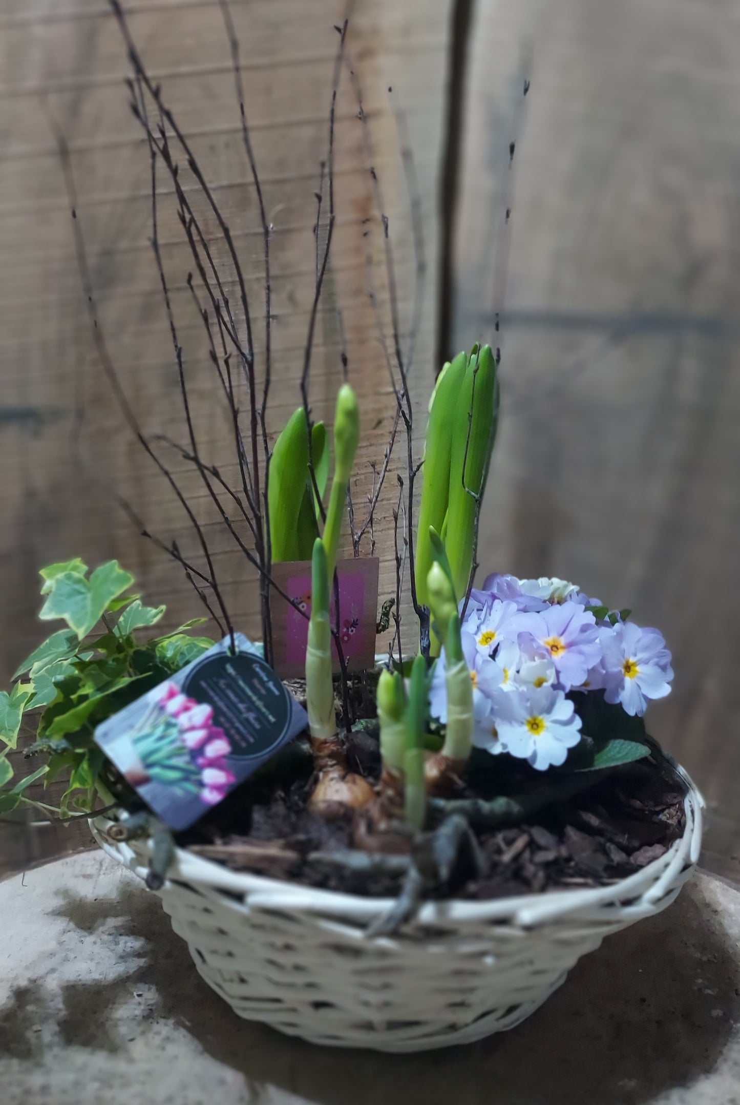 Printemps