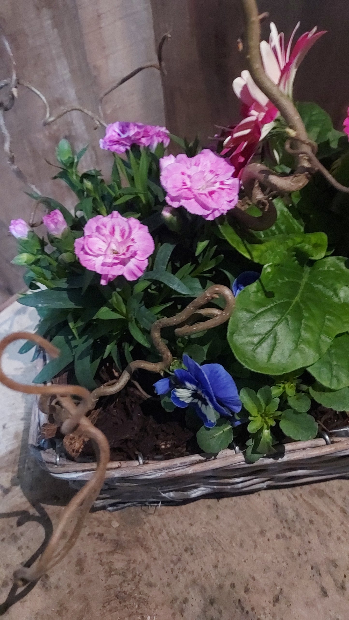Coupe "rose"
