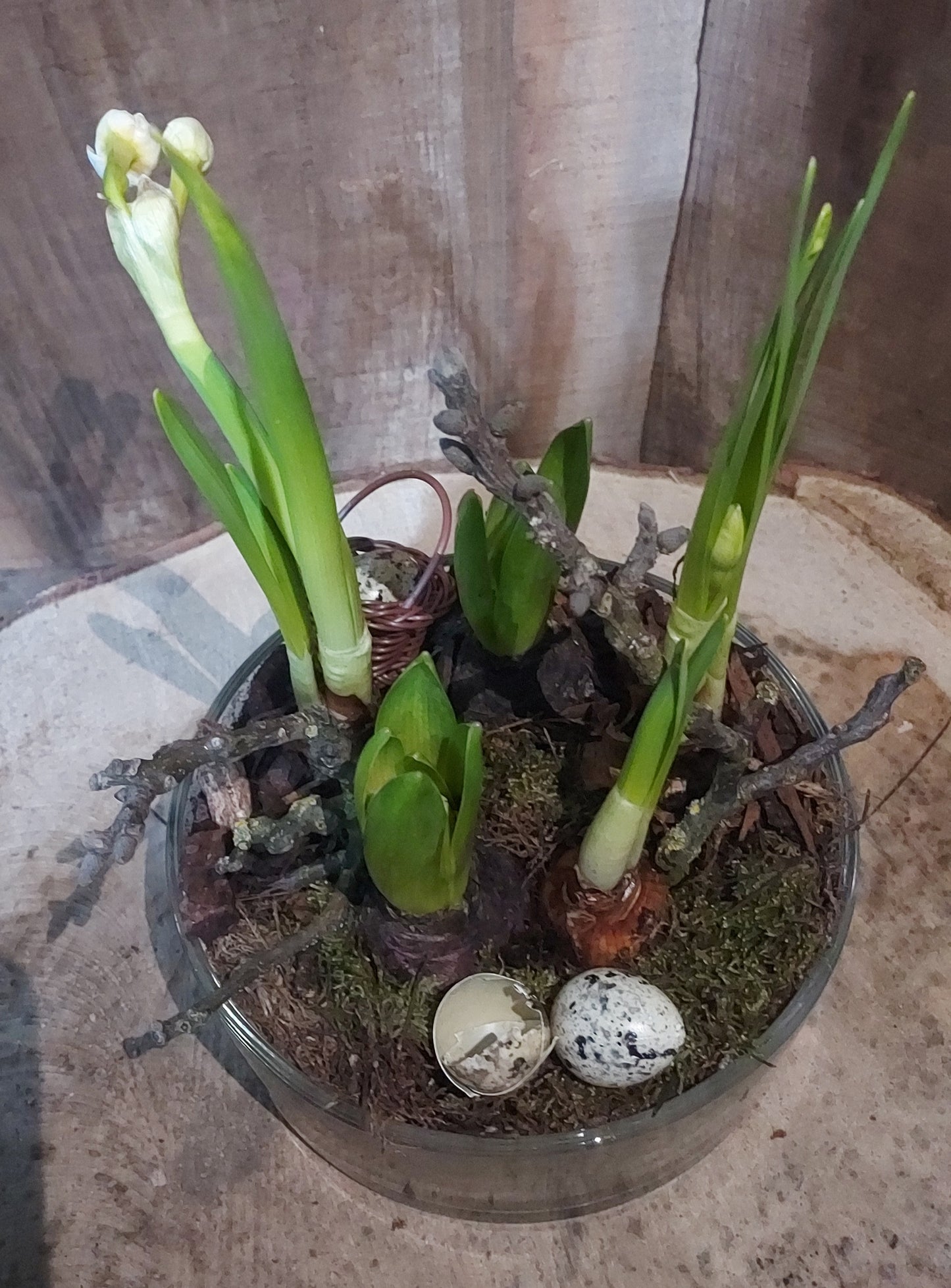Jardin de bulbes