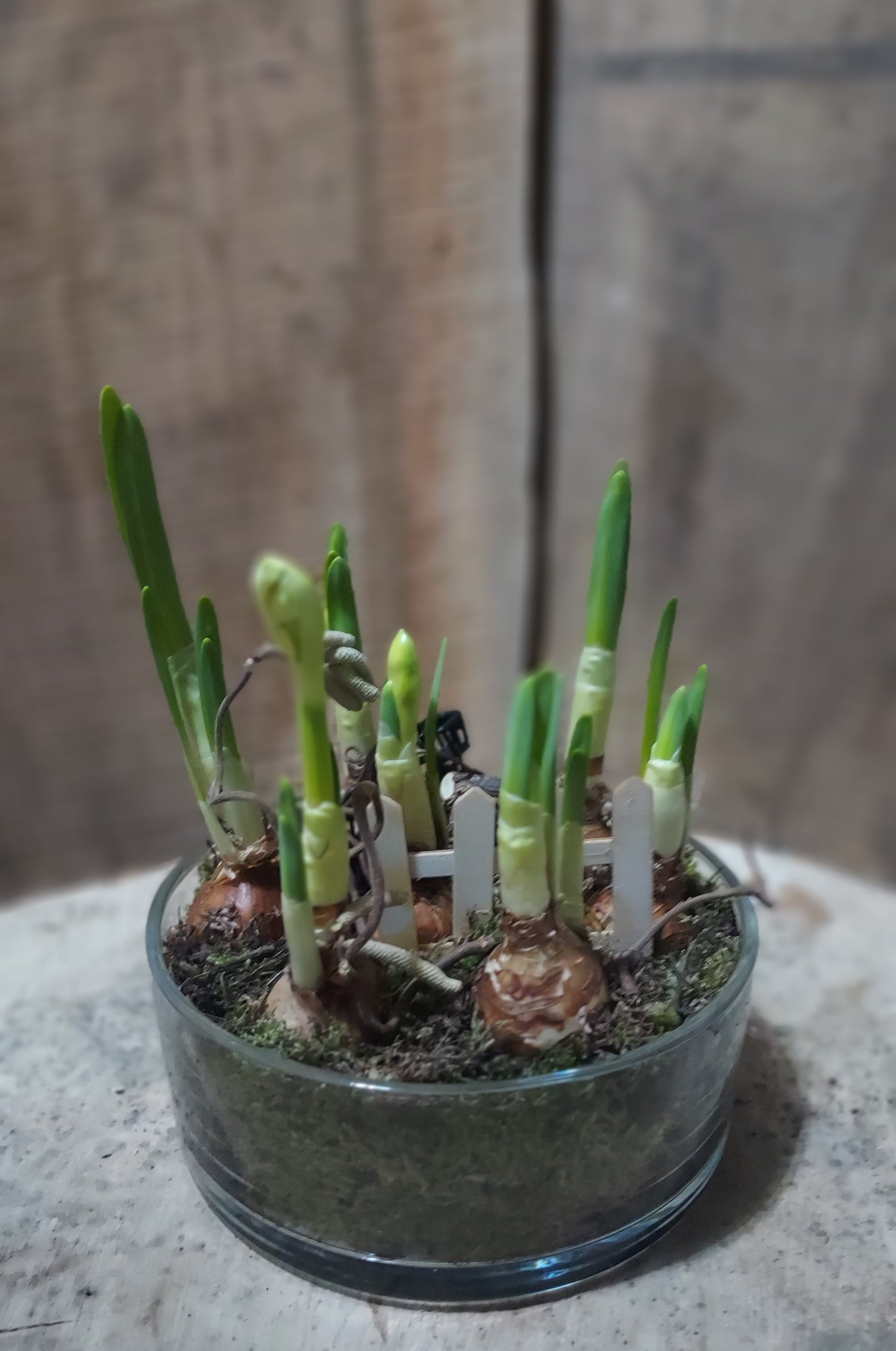 Narcisses