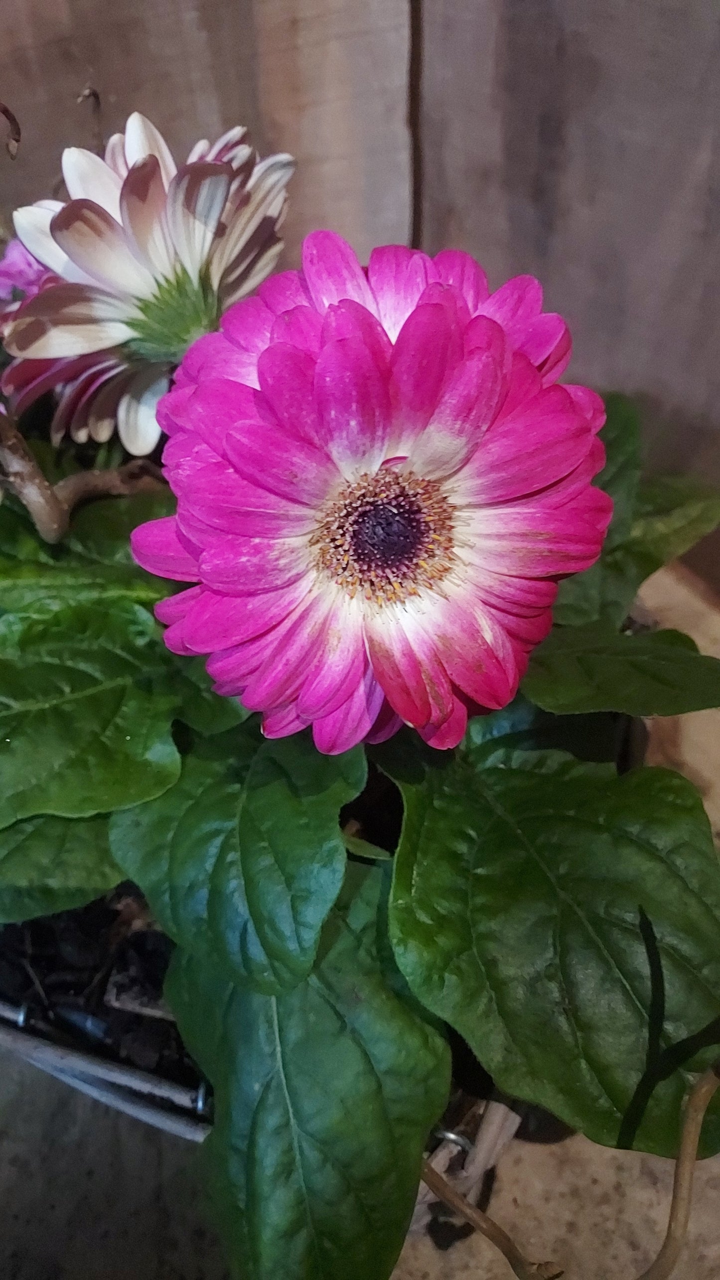 Coupe "rose"