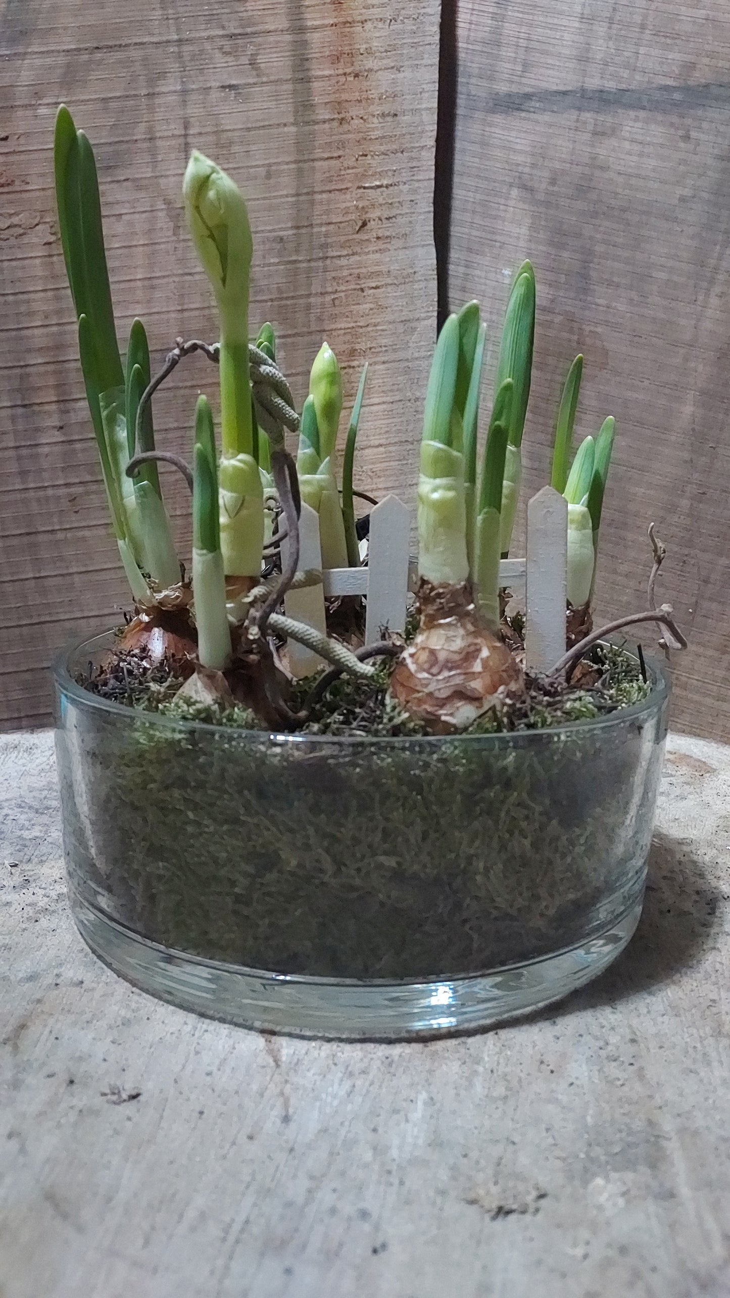 Narcisses