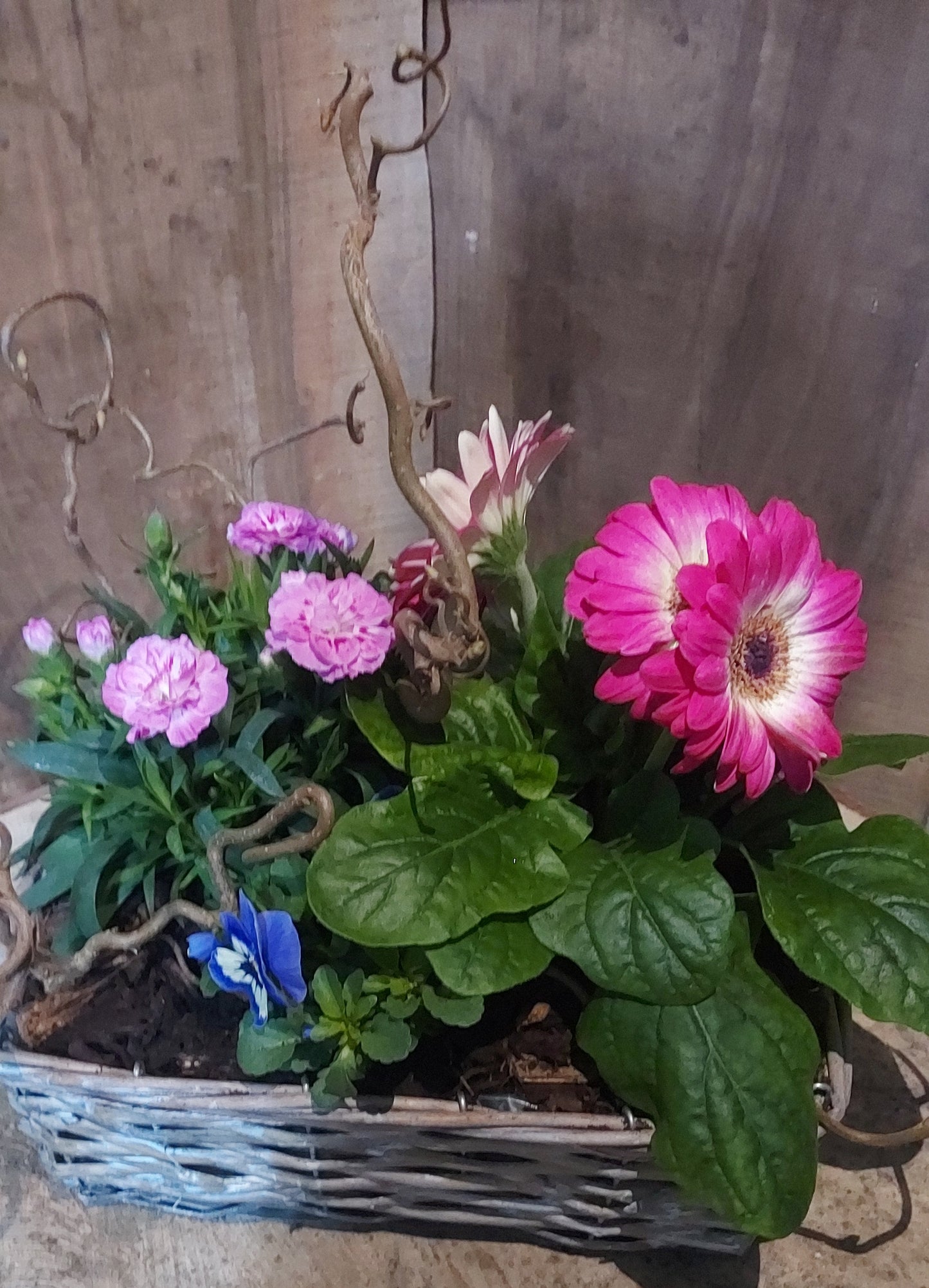 Coupe "rose"